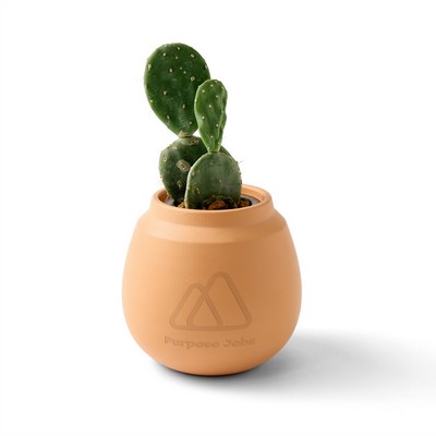 Modern Sprout Modern Terracotta Grow Kit Cactus - Terracotta